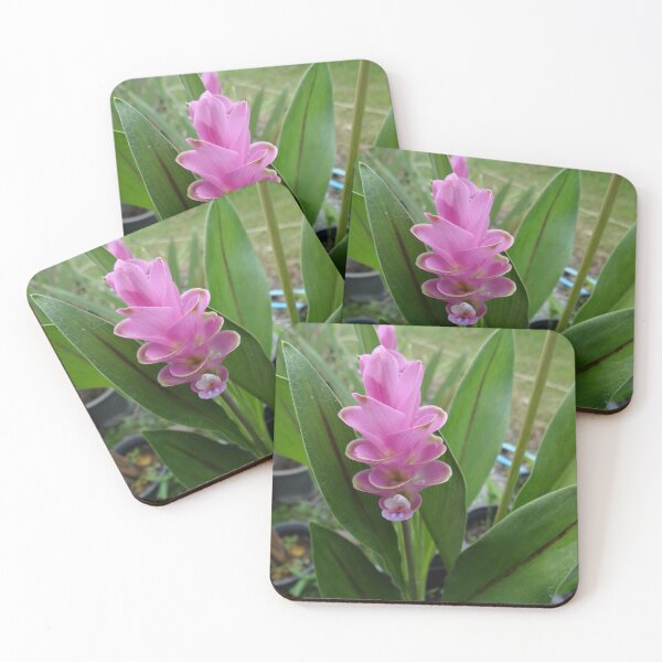 Item preview, Siam tulip is flowering plant, Curcuma sp. of the ginger family no. 28 designed and sold by greengoodnich.