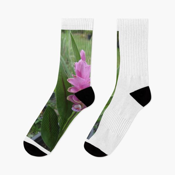 Item preview, Siam tulip is flowering plant, Curcuma sp. of the ginger family no. 28 designed and sold by greengoodnich.