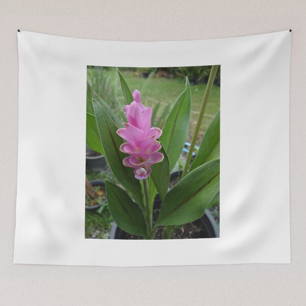 Item preview, Siam tulip is flowering plant, Curcuma sp. of the ginger family no. 28 designed and sold by greengoodnich.
