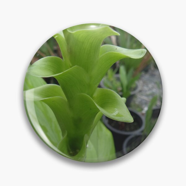 Item preview, Siam tulip is flowering plant, Curcuma sp. of the ginger family no. 29 designed and sold by greengoodnich.