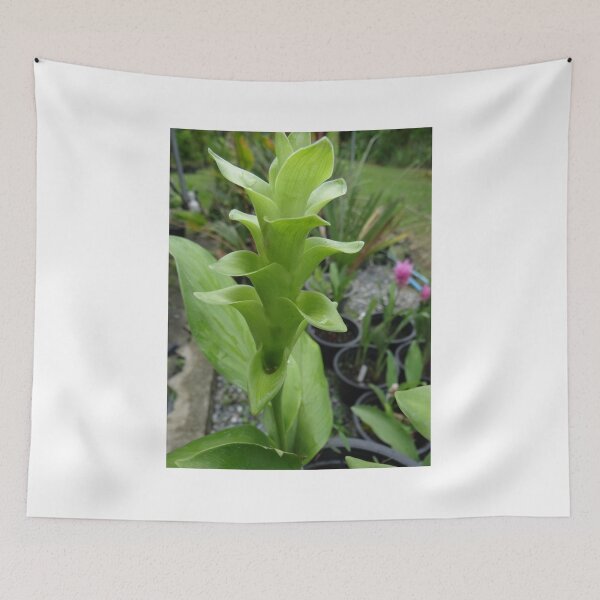 Item preview, Siam tulip is flowering plant, Curcuma sp. of the ginger family no. 29 designed and sold by greengoodnich.