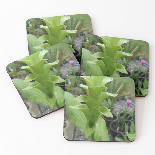 Item preview, Siam tulip is flowering plant, Curcuma sp. of the ginger family no. 29 designed and sold by greengoodnich.