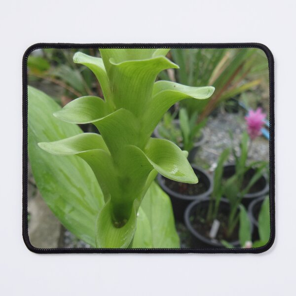 Item preview, Siam tulip is flowering plant, Curcuma sp. of the ginger family no. 29 designed and sold by greengoodnich.