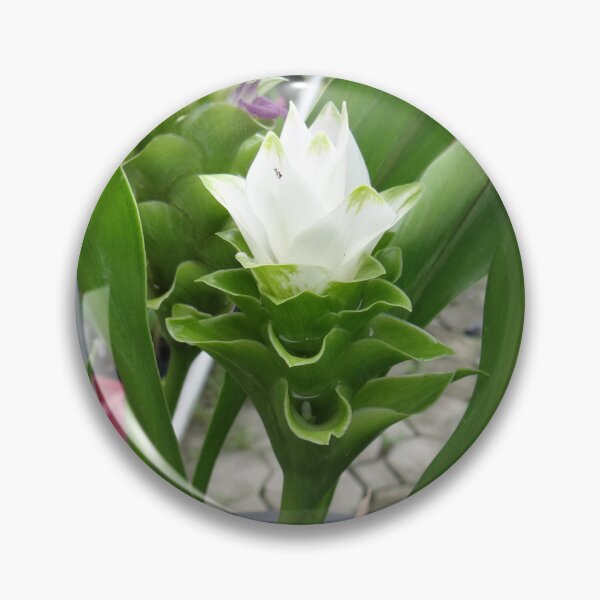 Item preview, Siam tulip is flowering plant, Curcuma sp. of the ginger family no. 30 designed and sold by greengoodnich.