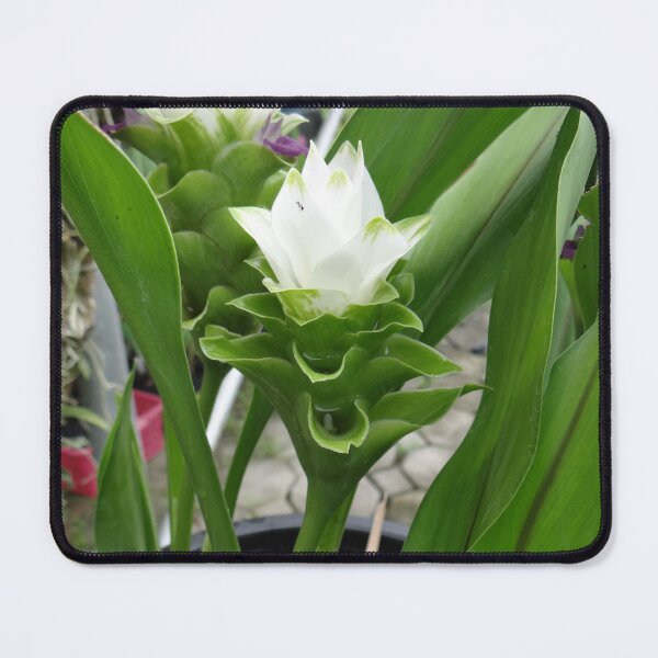 Item preview, Siam tulip is flowering plant, Curcuma sp. of the ginger family no. 30 designed and sold by greengoodnich.