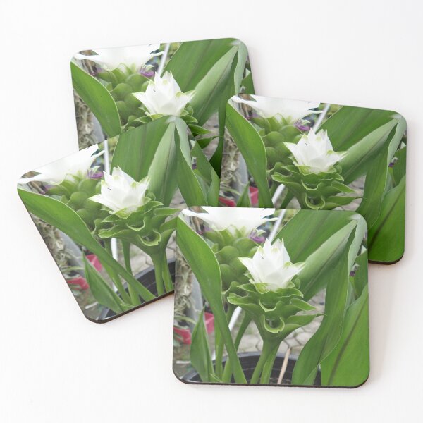 Item preview, Siam tulip is flowering plant, Curcuma sp. of the ginger family no. 30 designed and sold by greengoodnich.
