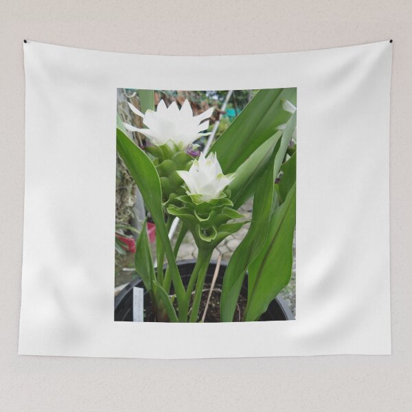 Item preview, Siam tulip is flowering plant, Curcuma sp. of the ginger family no. 30 designed and sold by greengoodnich.