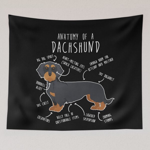 Item preview, Black and Tan Wirehaired Dachshund Dog Anatomy designed and sold by Clara Hollins.
