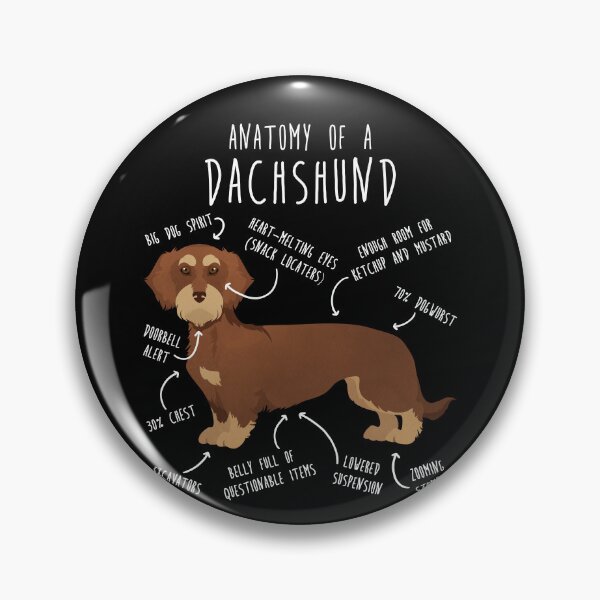 Item preview, Red Wirehaired Dachshund Dog Anatomy designed and sold by Clara Hollins.