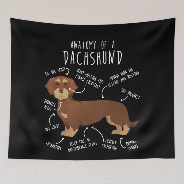 Item preview, Red Wirehaired Dachshund Dog Anatomy designed and sold by Clara Hollins.
