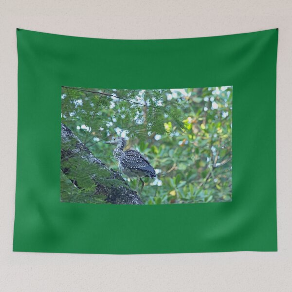 Item preview, Immature Yellow Crowned Night Heron designed and sold by Debbie Oppermann.