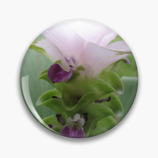 Item preview, Siam tulip is flowering plant, Curcuma sp. of the ginger family no. 31 designed and sold by greengoodnich.
