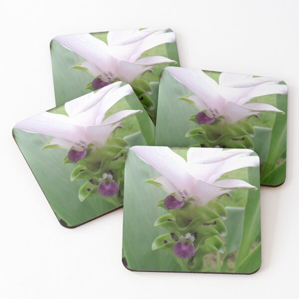 Item preview, Siam tulip is flowering plant, Curcuma sp. of the ginger family no. 31 designed and sold by greengoodnich.