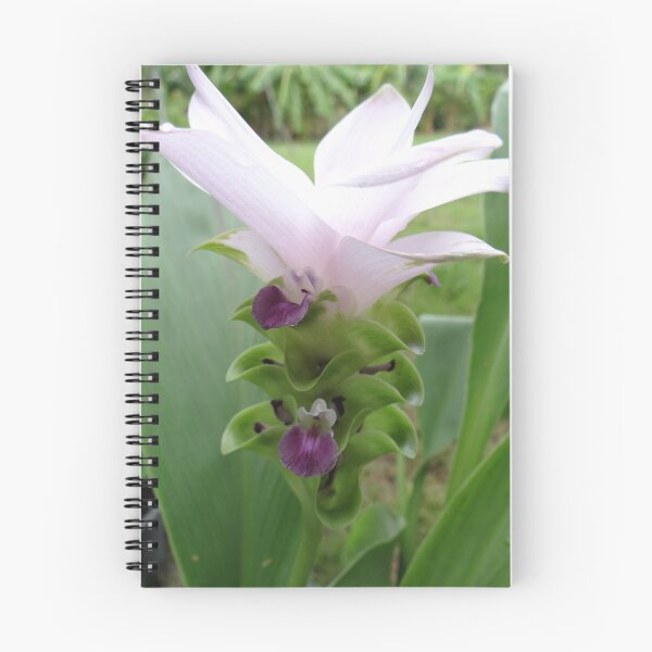 Item preview, Siam tulip is flowering plant, Curcuma sp. of the ginger family no. 31 designed and sold by greengoodnich.