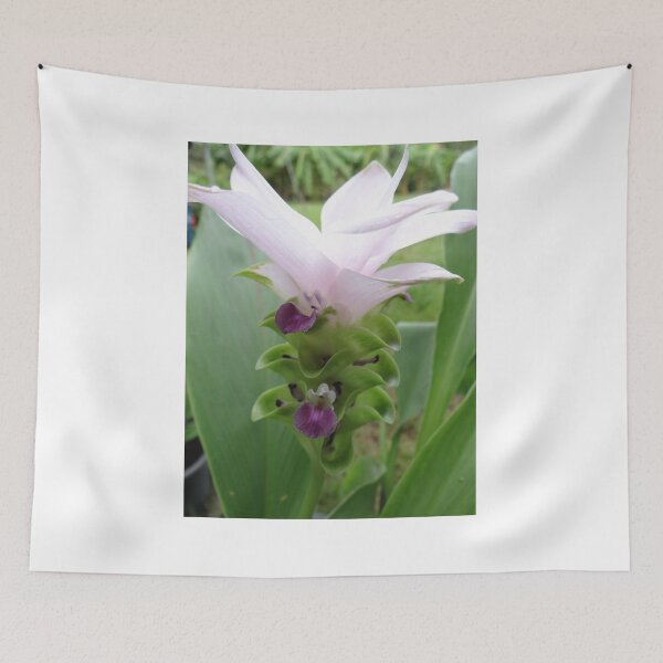 Item preview, Siam tulip is flowering plant, Curcuma sp. of the ginger family no. 31 designed and sold by greengoodnich.