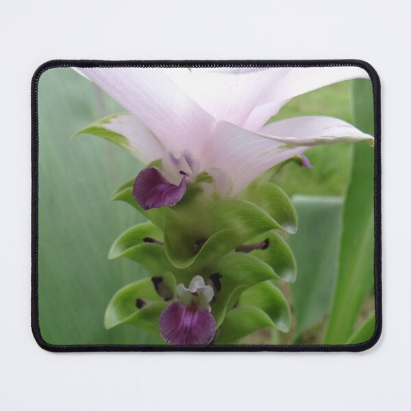 Item preview, Siam tulip is flowering plant, Curcuma sp. of the ginger family no. 31 designed and sold by greengoodnich.