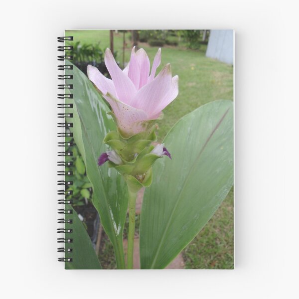 Item preview, Siam tulip is flowering plant, Curcuma sp. of the ginger family no. 32 designed and sold by greengoodnich.