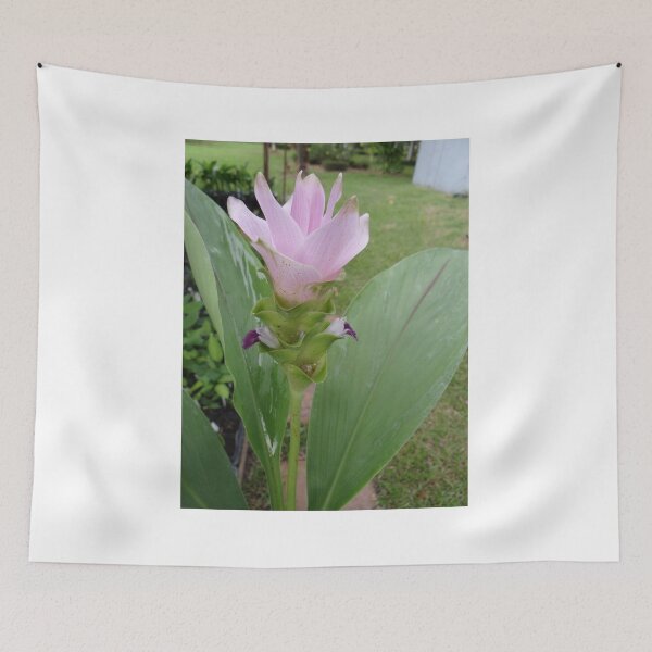 Item preview, Siam tulip is flowering plant, Curcuma sp. of the ginger family no. 32 designed and sold by greengoodnich.