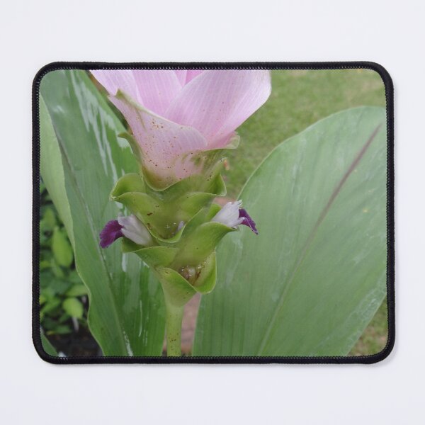 Item preview, Siam tulip is flowering plant, Curcuma sp. of the ginger family no. 32 designed and sold by greengoodnich.