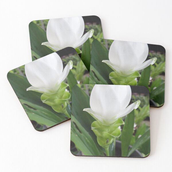 Item preview, Siam tulip is flowering plant, Curcuma sp. of the ginger family no. 33 designed and sold by greengoodnich.