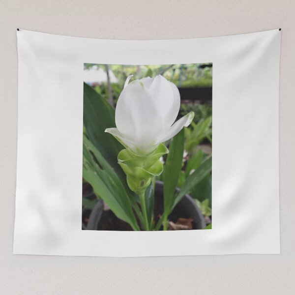 Item preview, Siam tulip is flowering plant, Curcuma sp. of the ginger family no. 33 designed and sold by greengoodnich.