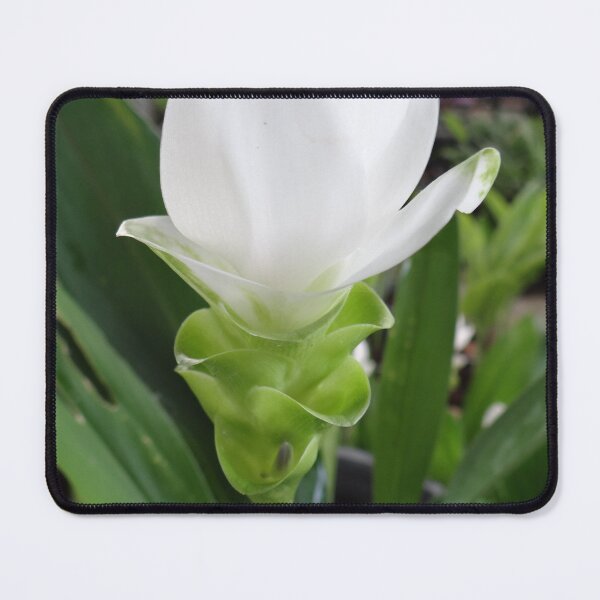 Item preview, Siam tulip is flowering plant, Curcuma sp. of the ginger family no. 33 designed and sold by greengoodnich.