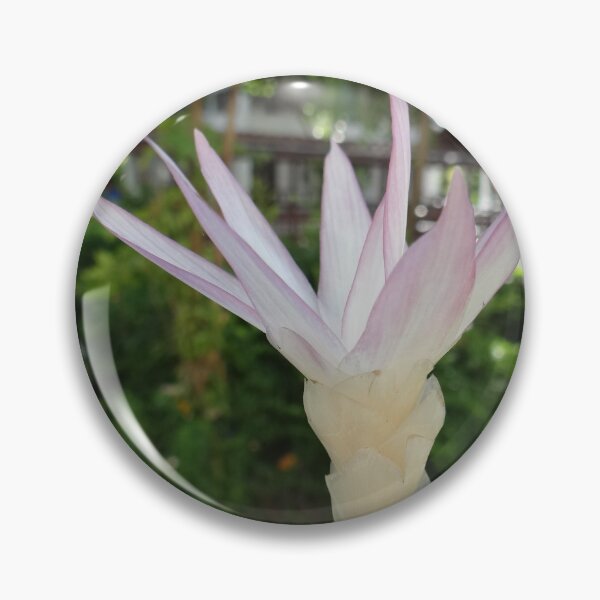 Item preview, Siam tulip is flowering plant, Curcuma sp. of the ginger family no. 34 designed and sold by greengoodnich.