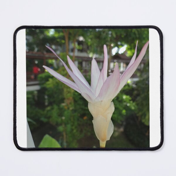Item preview, Siam tulip is flowering plant, Curcuma sp. of the ginger family no. 34 designed and sold by greengoodnich.
