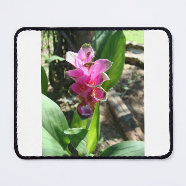 Item preview, Siam tulip is flowering plant, Curcuma sp. of the ginger family no. 35 designed and sold by greengoodnich.
