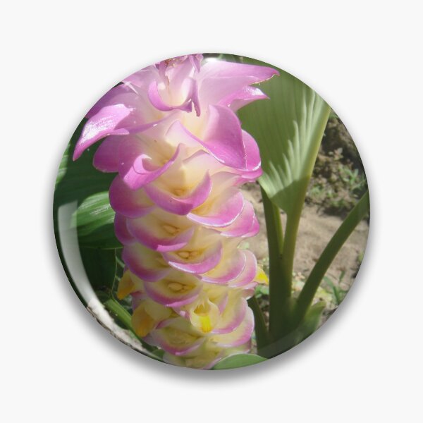 Item preview, Siam tulip is flowering plant, Curcuma sp. of the ginger family no. 36 designed and sold by greengoodnich.
