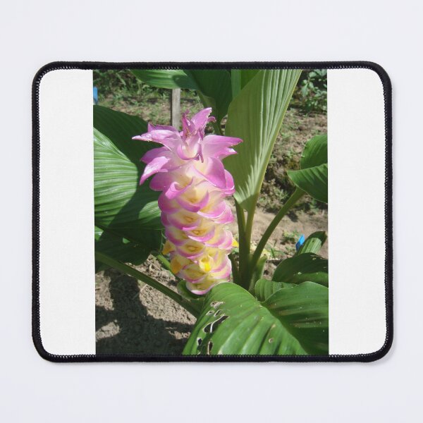 Item preview, Siam tulip is flowering plant, Curcuma sp. of the ginger family no. 36 designed and sold by greengoodnich.
