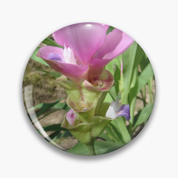 Item preview, Siam tulip is flowering plant, Curcuma sp. of the ginger family no. 37 designed and sold by greengoodnich.