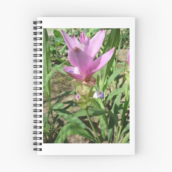 Item preview, Siam tulip is flowering plant, Curcuma sp. of the ginger family no. 37 designed and sold by greengoodnich.