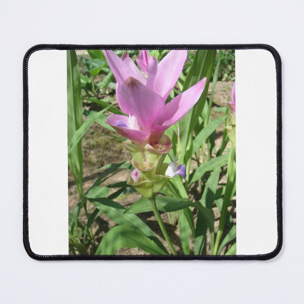 Item preview, Siam tulip is flowering plant, Curcuma sp. of the ginger family no. 37 designed and sold by greengoodnich.