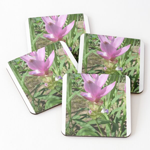 Item preview, Siam tulip is flowering plant, Curcuma sp. of the ginger family no. 37 designed and sold by greengoodnich.