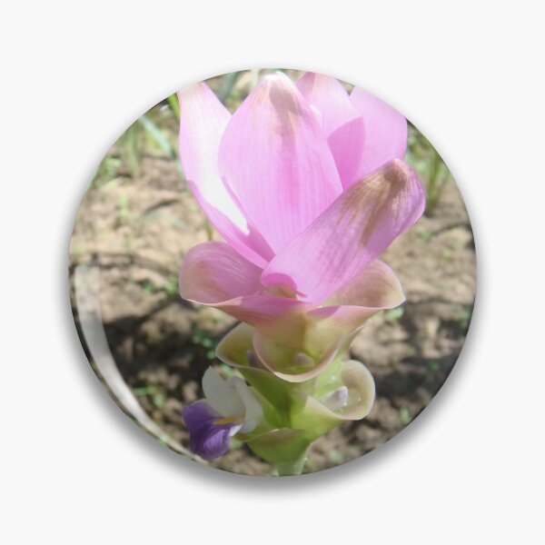 Item preview, Siam tulip is flowering plant, Curcuma sp. of the ginger family no. 38 designed and sold by greengoodnich.