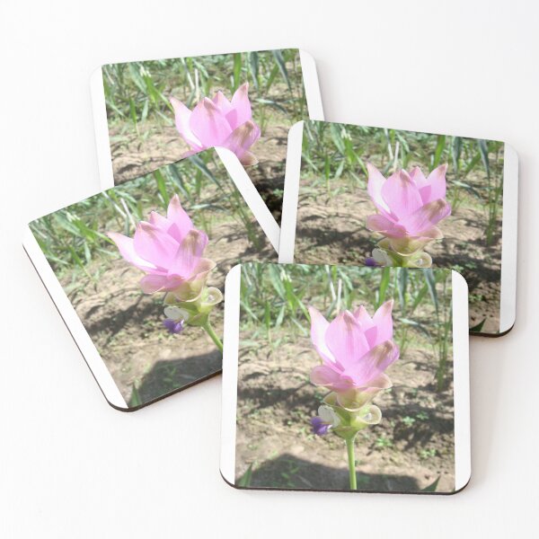 Item preview, Siam tulip is flowering plant, Curcuma sp. of the ginger family no. 38 designed and sold by greengoodnich.