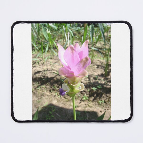 Item preview, Siam tulip is flowering plant, Curcuma sp. of the ginger family no. 38 designed and sold by greengoodnich.