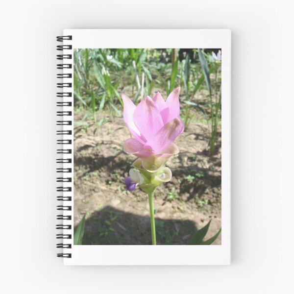 Item preview, Siam tulip is flowering plant, Curcuma sp. of the ginger family no. 38 designed and sold by greengoodnich.