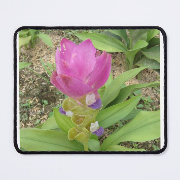 Item preview, Siam tulip is flowering plant, Curcuma sp. of the ginger family no. 39 designed and sold by greengoodnich.