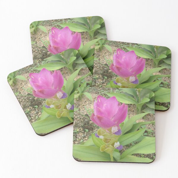 Item preview, Siam tulip is flowering plant, Curcuma sp. of the ginger family no. 39 designed and sold by greengoodnich.