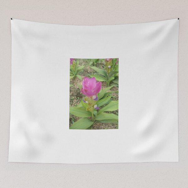 Item preview, Siam tulip is flowering plant, Curcuma sp. of the ginger family no. 39 designed and sold by greengoodnich.