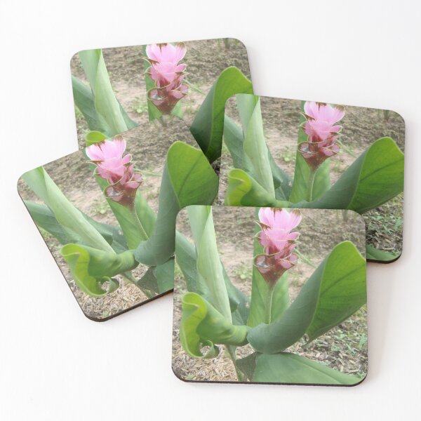 Item preview, Siam tulip is flowering plant, Curcuma sp. of the ginger family no. 40 designed and sold by greengoodnich.