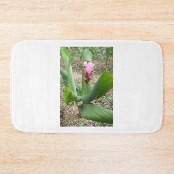 Item preview, Siam tulip is flowering plant, Curcuma sp. of the ginger family no. 40 designed and sold by greengoodnich.