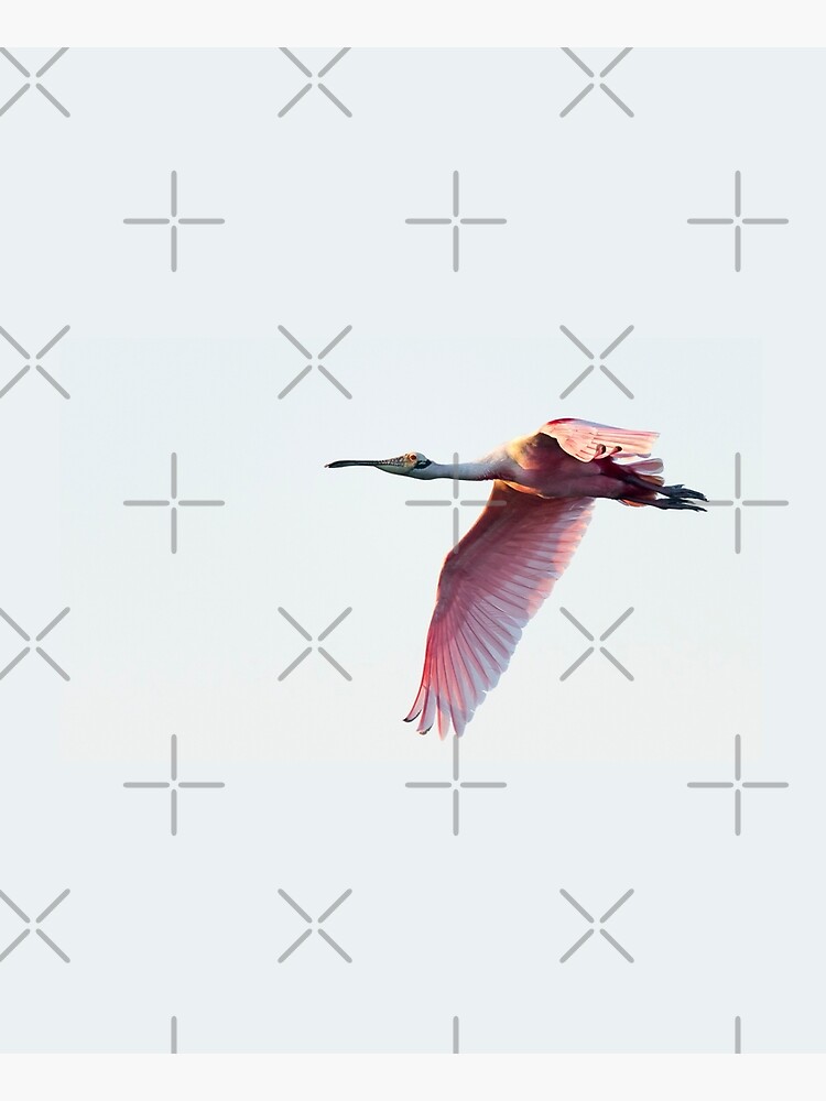 Thumbnail 6 of 6, Apron, Roseate spoonbill Spreading its Wings designed and sold by Puttaswamy Ravishankar.