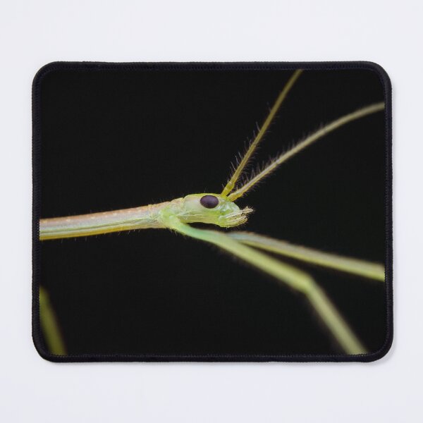 Item preview, A tiny stick insect nymph with a slightly transparent body designed and sold by AvonPerception.