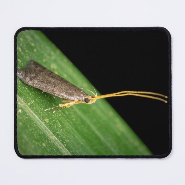 Item preview, A Long-horned Moth (lecithocerids) standing tall and proud designed and sold by AvonPerception.