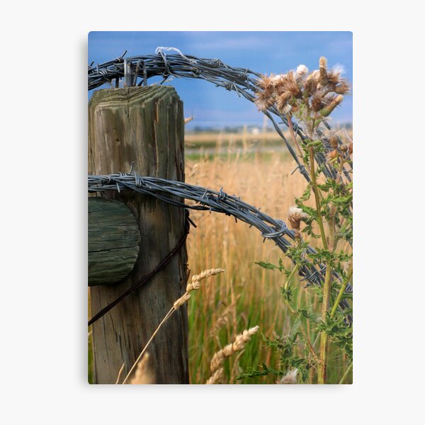 Barbs & Thistles Metal Print