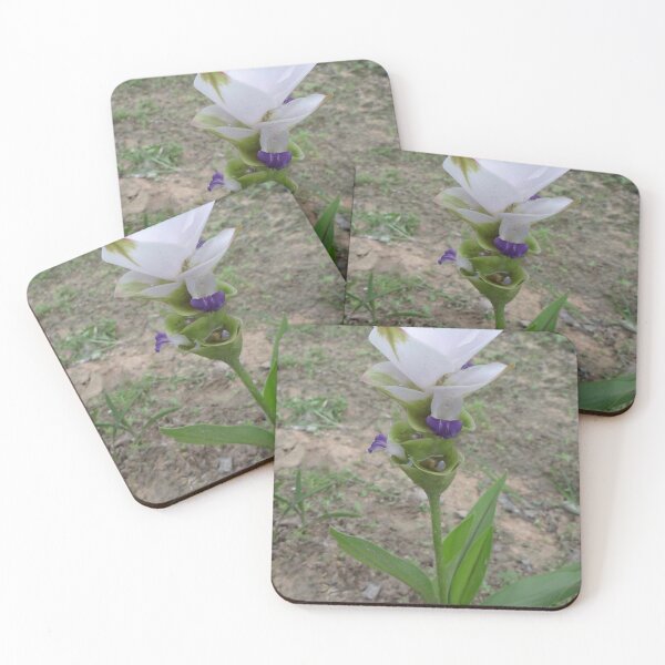 Item preview, Siam tulip is flowering plant, Curcuma sp. of the ginger family no. 41 designed and sold by greengoodnich.
