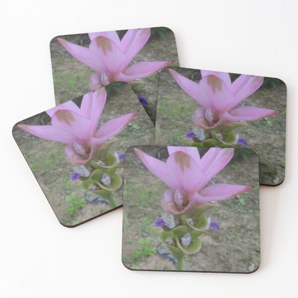 Artikelvorschau, Siam-Tulpe ist eine blühende Pflanze, Curcuma sp. der Ingwergewächse Nr. 42 entworfen und verkauft von greengoodnich.